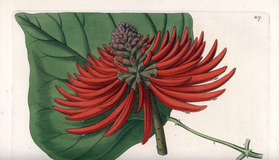 Erythrina variété, arbre à fleurs rouges tropicales - Gravure de S. Watts, d