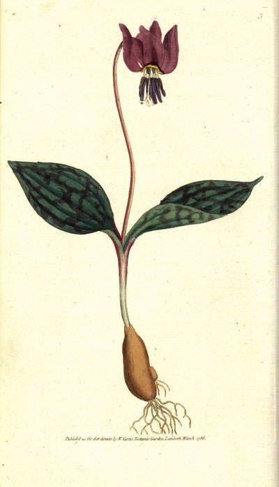 Érythrone dent de chien (illustration de James Sowerby) - Sydenham Teast Edwards