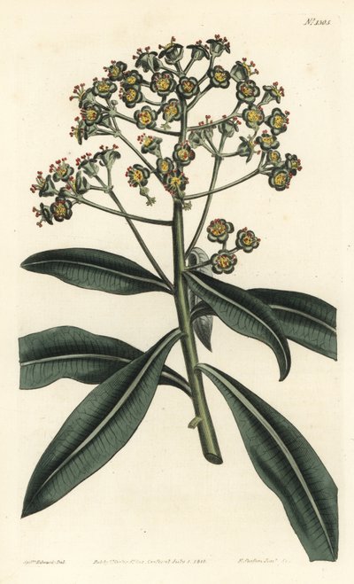 Euphorbe mellifère - Euphorbe mellifère, Euphorbia mellifera. Gravure à la main par F. Sansom Jr. d