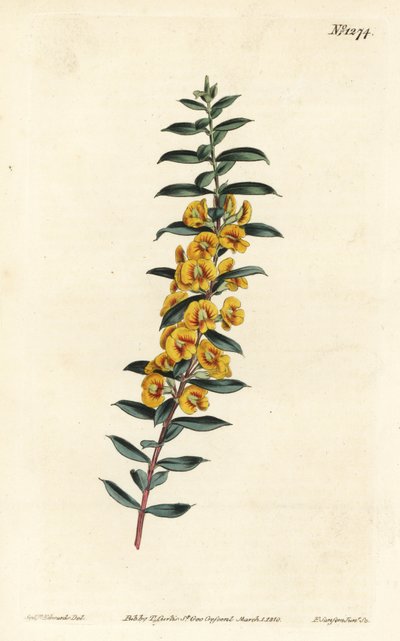 Eutaxie à feuilles de myrte - Sydenham Teast Edwards