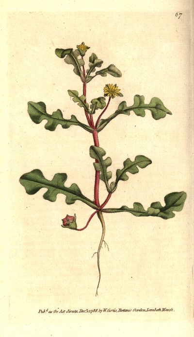 Ficoïde variée - Sydenham Teast Edwards