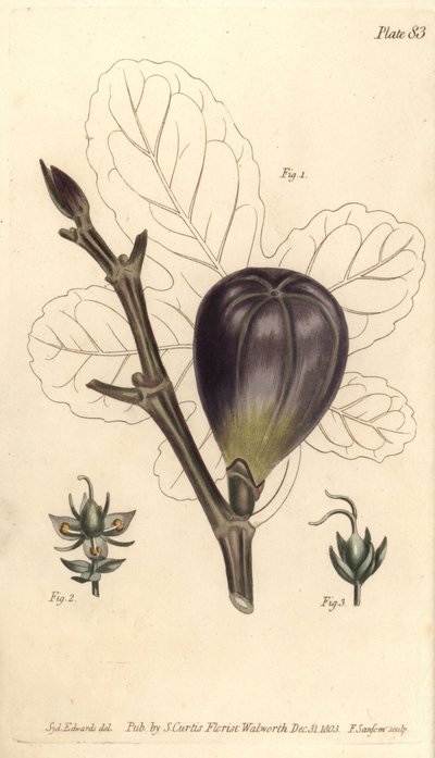 Figuier, Ficus carica (illustration de Sydenham Edwards, gravure de F. Sansom) - Sydenham Teast Edwards