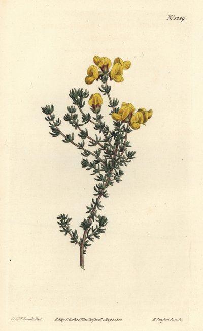 Aspalathus à feuilles charnues, Aspalathus carnosa. Gravure à la main en couleur par F. Sansom Jr. d