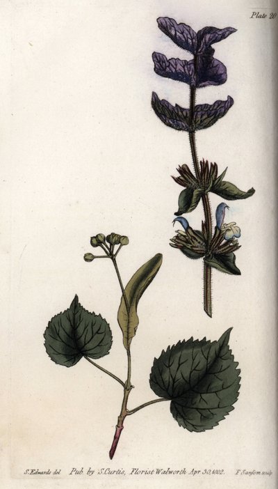 Feuilles florales et bouquet violet de bractées terminales de sauge verte (ou sauge hormine) et de tilleuls - Sydenham Teast Edwards