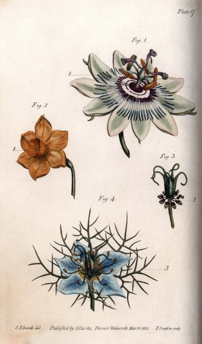 Fleurs de fruit de la passion, narcisse et nigelle (illustration de Sydenham Edwards) - Sydenham Teast Edwards