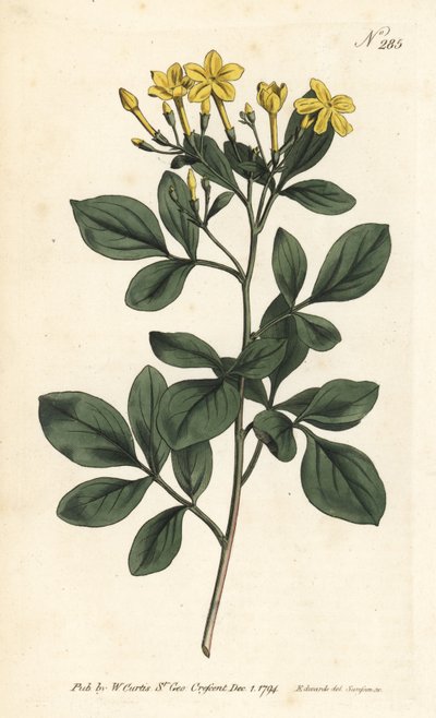 Jasmin odorant - Jasmin le plus odorant, Jasminum odoratissimum. Gravure sur cuivre coloriée à la main par Sansom d