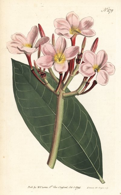 Frangipanier - Sydenham Teast Edwards