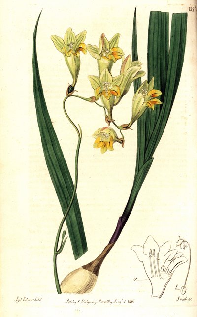 Freesia refracta (Tritonia réfractée, Tritonia refracta). Gravure sur cuivre coloriée à la main par Smith d