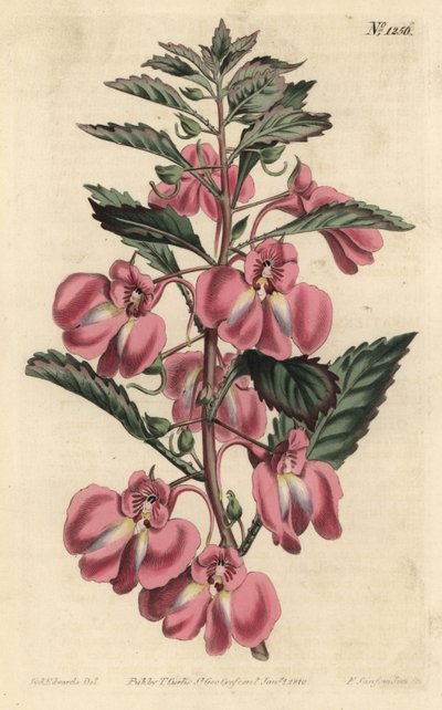 Balsamine de jardin - Sydenham Teast Edwards