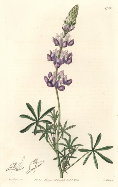 Lupin de jardin, originaire de Californie - Gravure par S. Watts d