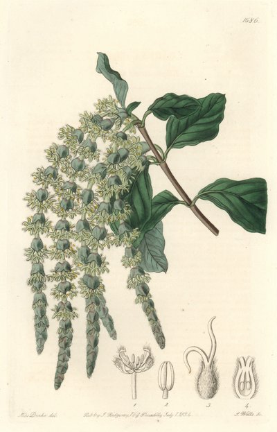 Garrya à feuilles elliptiques - Sydenham Teast Edwards