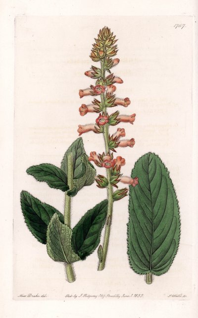 Genera Variete - du Botanical Register de Sydenham Edwards - Sydenham Teast Edwards