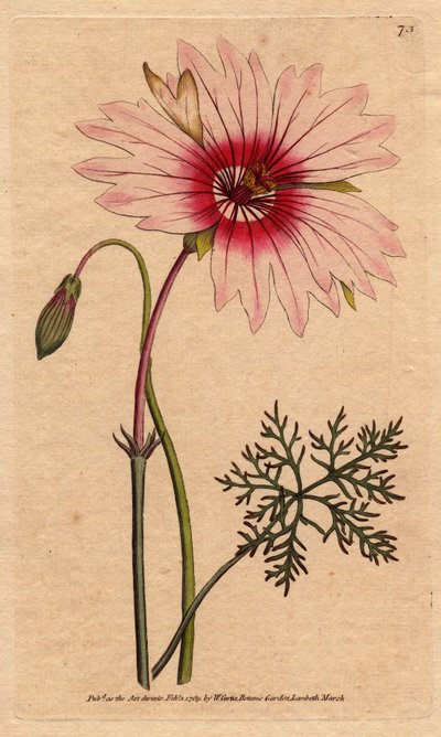 Monsonia à grandes fleurs roses - Sydenham Teast Edwards