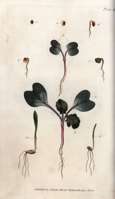 Germination des graines de radis, de blé commun et d