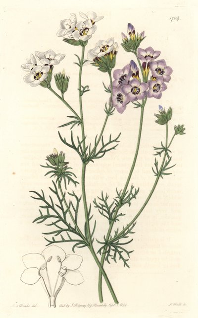 Gilia tricolor, variétés blanches et violettes, originaire de Californie - Gravure de S. Watts d
