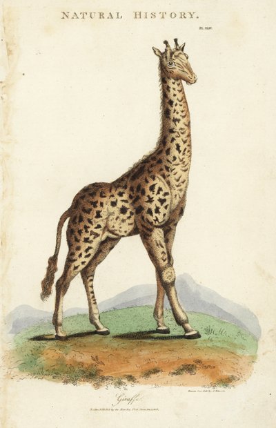 Girafe, Giraffa camelopardalis - Sydenham Teast Edwards