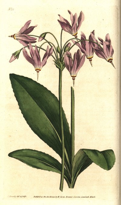 Giroselle de Virginie - Primevère américaine ou Dodecatheon de Mead, Dodecatheon meadia. Gravure sur cuivre coloriée à la main d