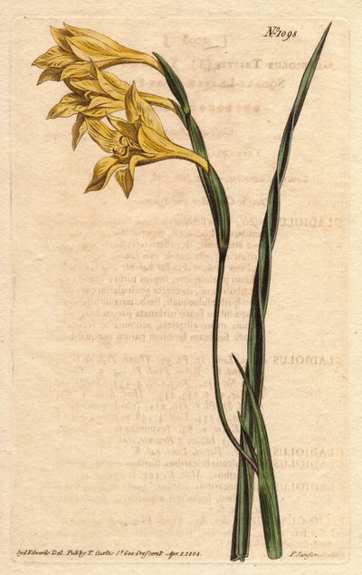Glaïeul à fleurs jaunes en épis et feuilles en forme d