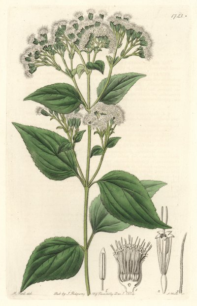 Eupatoire glanduleuse, originaire du Mexique - Sydenham Teast Edwards