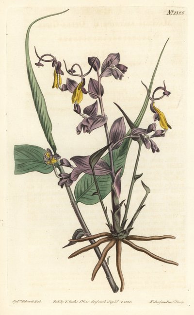 Globba radicalis (Opera girls, Mantisia saltatoria) - Sydenham Teast Edwards