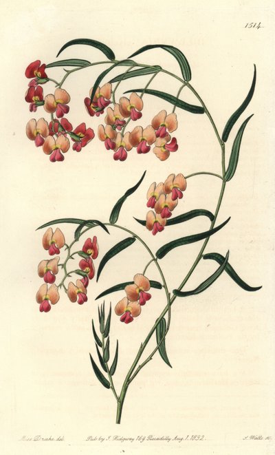 Dillwynia à feuilles de glycine, Dillwynia glycinifolia. Gravure à la main en couleur par S. Watts d