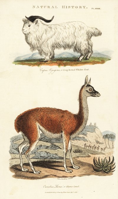 Chèvre et lama - Capra aegagrus et Lama glama - Sydenham Teast Edwards