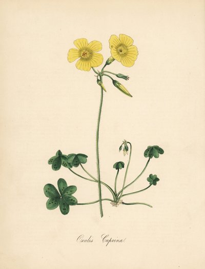 Oxalis caprina (illustration de Sydenham Edwards, lithographie de C. Chabot) - Sydenham Teast Edwards