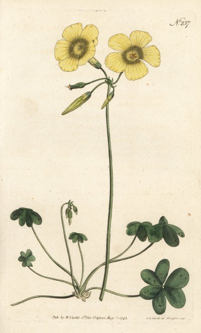 Oxalis caprina - Sydenham Teast Edwards