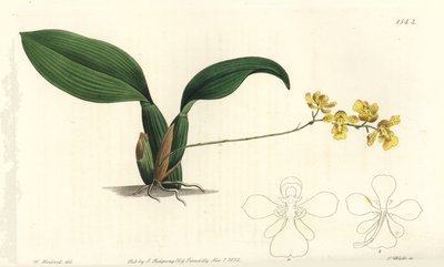 Orchidée Gomesa cornigera (Oncidium cornigerum) - Sydenham Teast Edwards