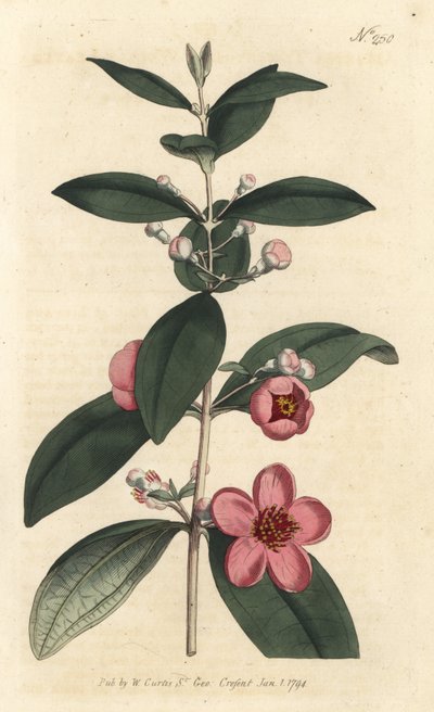 Groseillier - Sydenham Teast Edwards