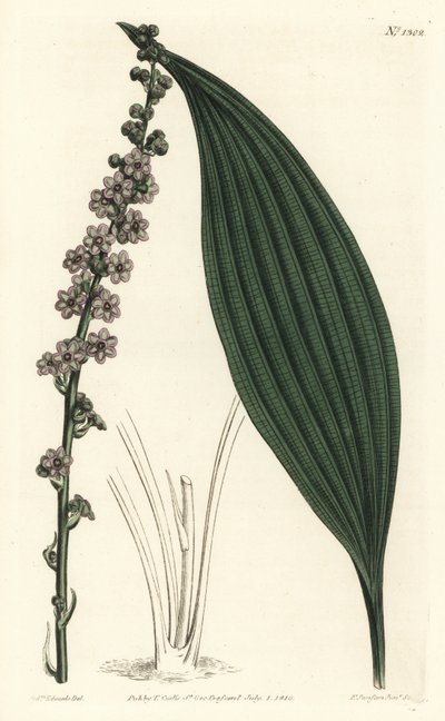Teta à fleurs vertes, Peliosanthes teta. Gravure à la main en cuivre par F. Sansom Jr. d