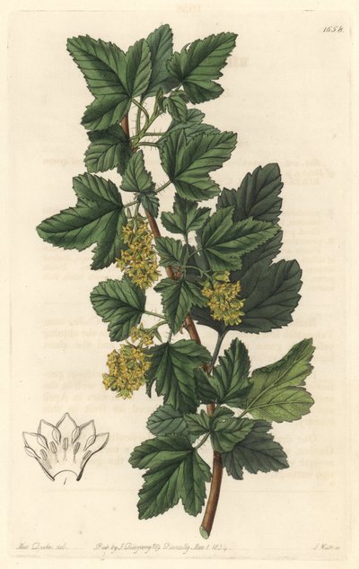 Groseillier de Sibérie - Sydenham Teast Edwards