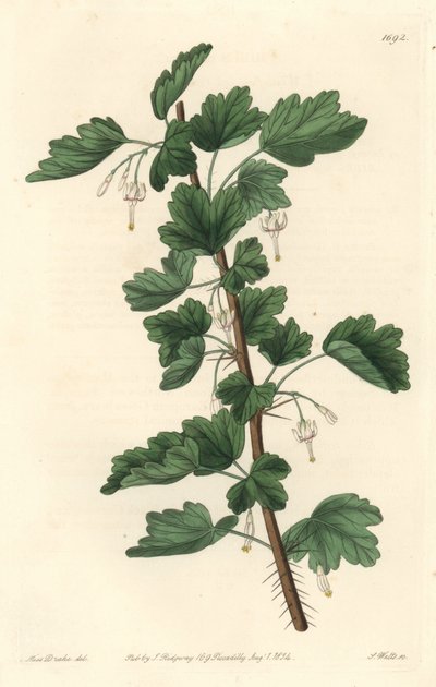Groseillier, originaire d