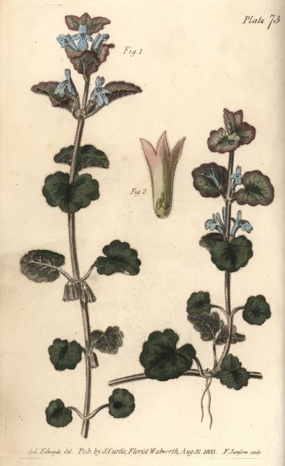 Lierre terrestre, Glechoma hederacea, Gymnospermia. Gravure sur cuivre coloriée à la main par F. Sansom d