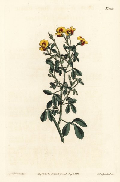 Goodia velue, Goodia lotifolia var. pubescens (Goodia pubescens). Gravure à la main par F. Sansom Jr. d