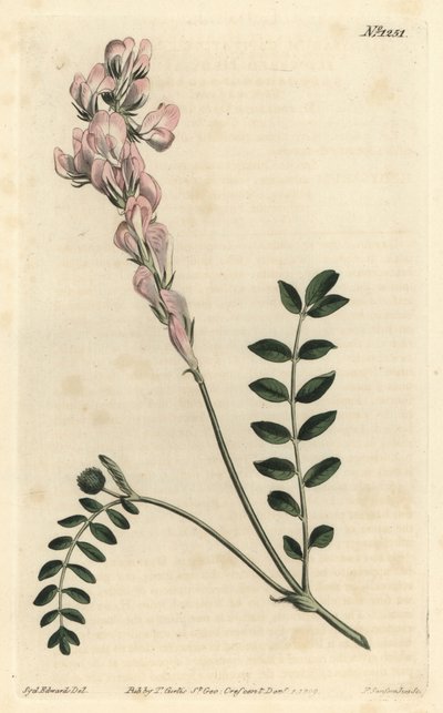 Hedysarum spinosissimum subsp. capitatum (Hedysarum à fleurs en sceptre, Hedysarum capitatum). Gravure à la main par F. Sansom Jr. d