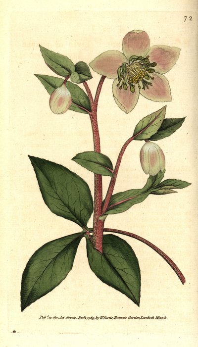 Hellébore livide - Sydenham Teast Edwards