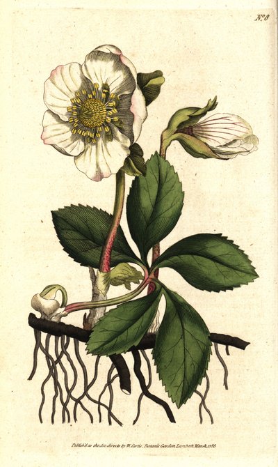Hellébore noir ou rose de Noël - Sydenham Teast Edwards