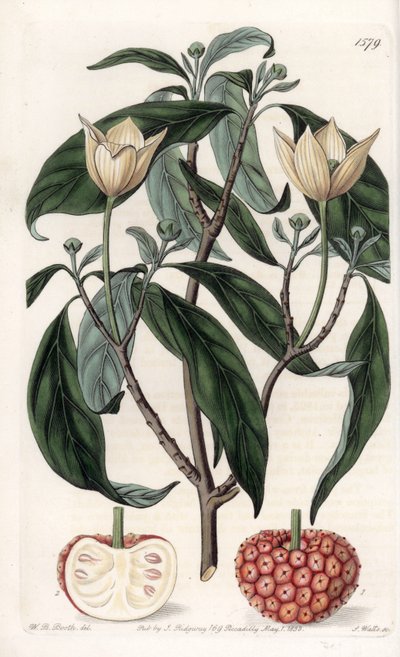 Cornouiller de l