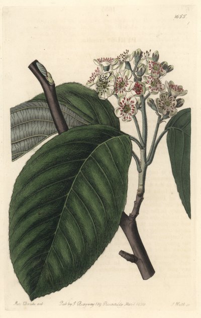 Frêne de l