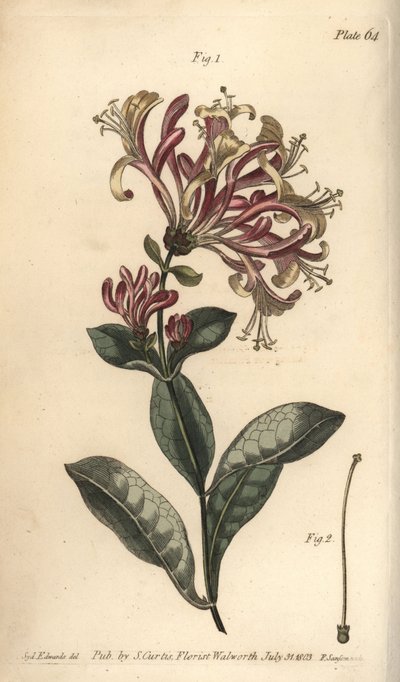 Chèvrefeuille - Sydenham Teast Edwards