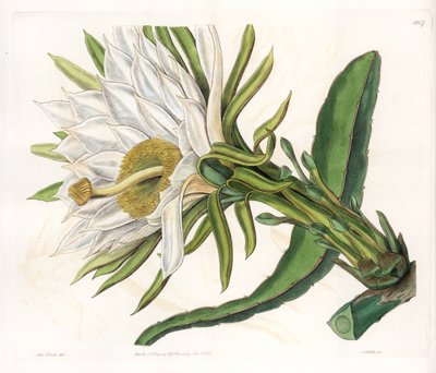 Fleur de Hylocereus, variété de cactus épiphyte - Gravure par S.Watts, d