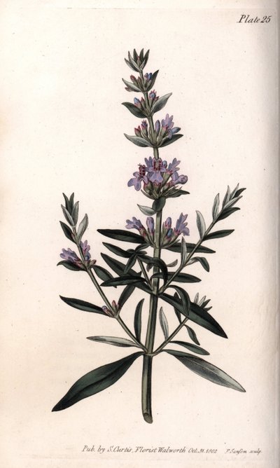 Hysope ou hysope officinale - Sydenham Teast Edwards