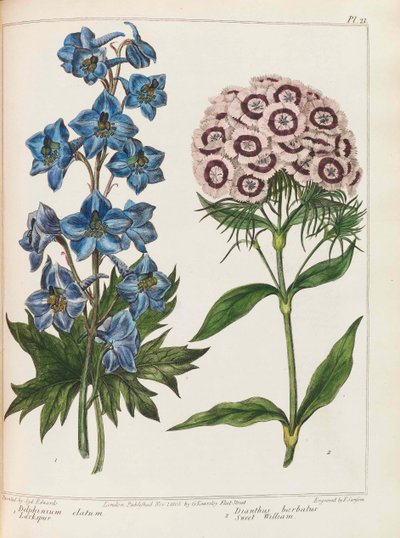 Illustration de Practical Gardening par Alexander McDonald, 1807 - Sydenham Teast Edwards