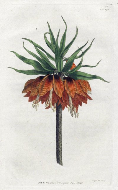 Fritillaire impériale (lithographie de Sydenham Edwards, Botanical Magazine de William Curtis) - Sydenham Teast Edwards