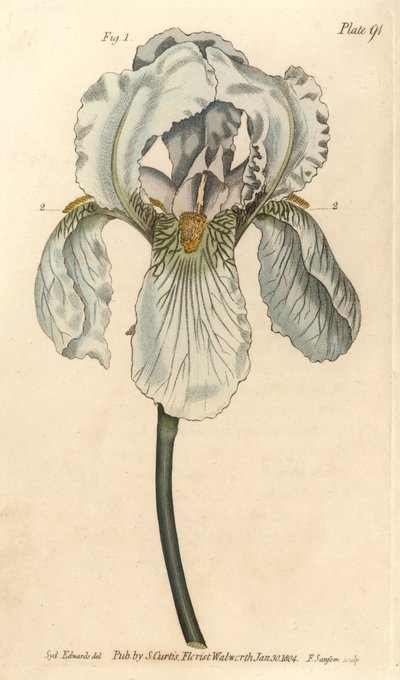 Iris florentina, Iris germanica nothovar - Sydenham Teast Edwards