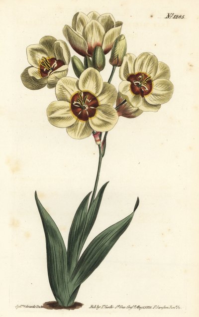 Ixia à fleurs crème - Sydenham Teast Edwards
