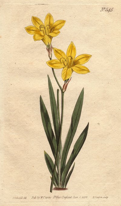 Ixia couleur soufre, avec fleurs jaune citron vif - Sydenham Teast Edwards
