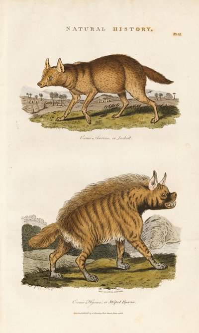 Chacal et hyène rayée - Sydenham Teast Edwards