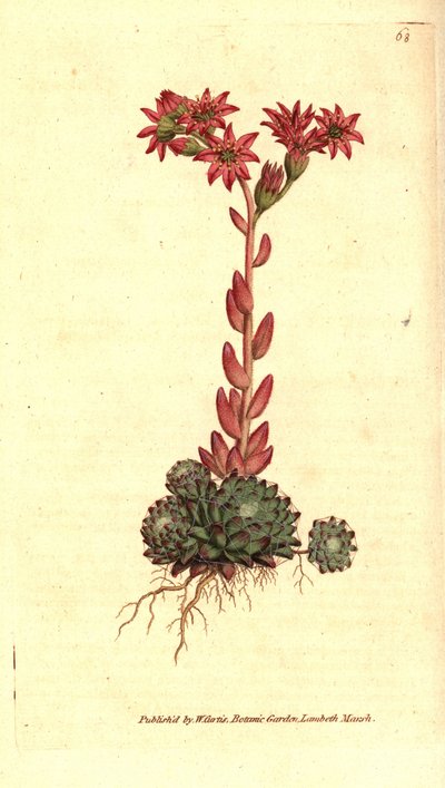 Joubarbe à toile d